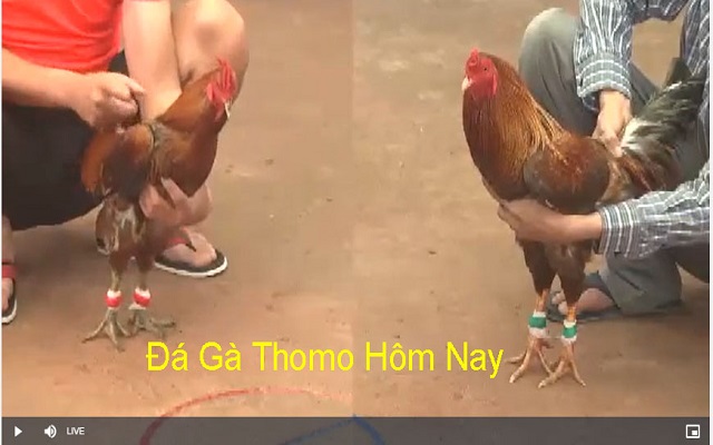 Mẹo chơi đá gà online hiệu quả