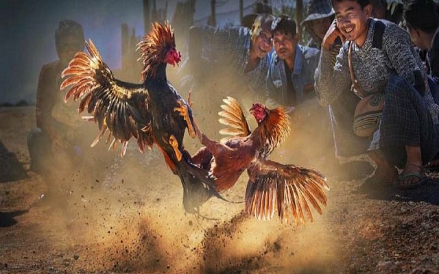 Phân biệt được các hình thức đá gà